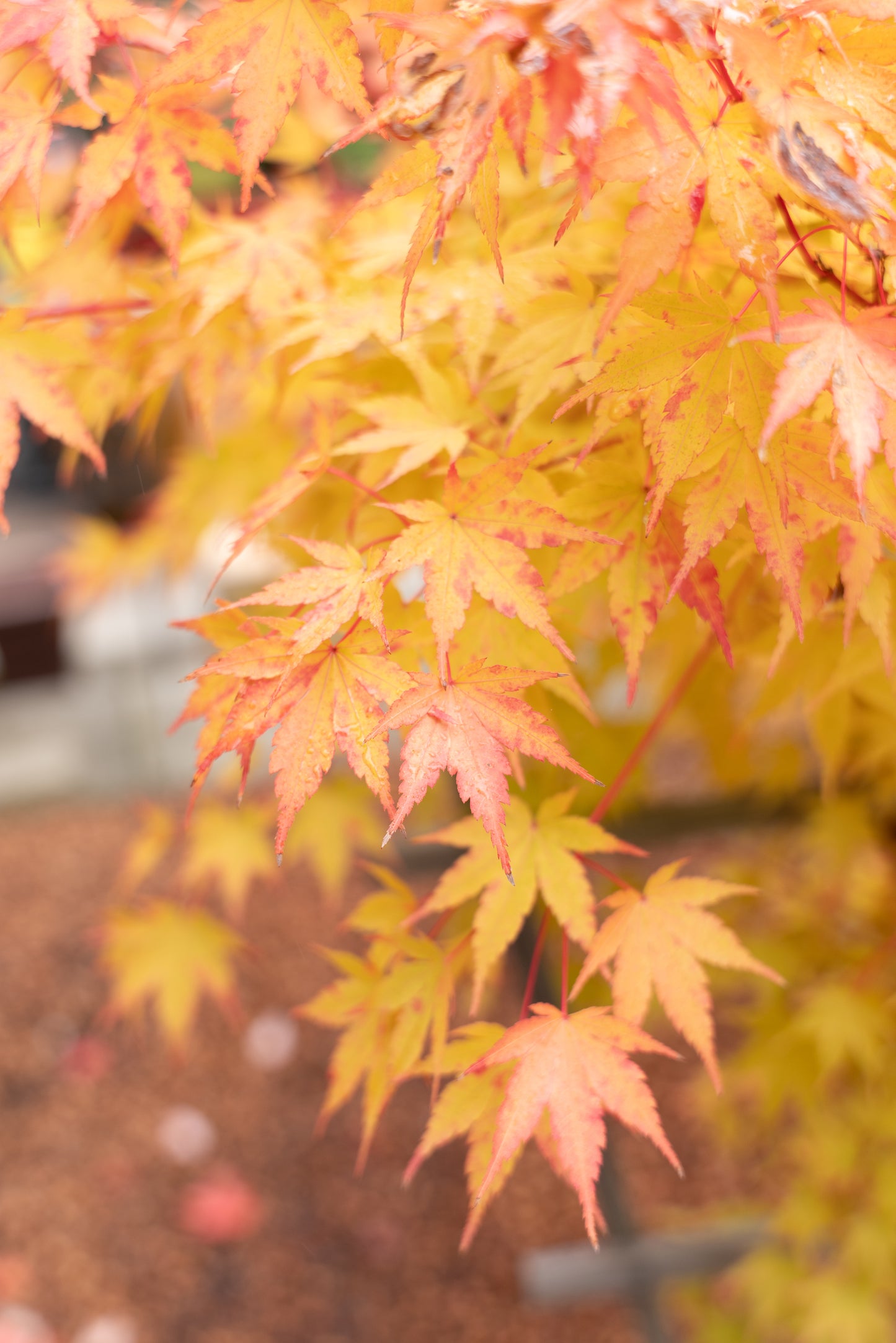 Acer palmatum 'Sango Kaku'