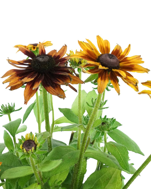 Rudbeckia hirta 'Graffiti Scarlet' - Perennials