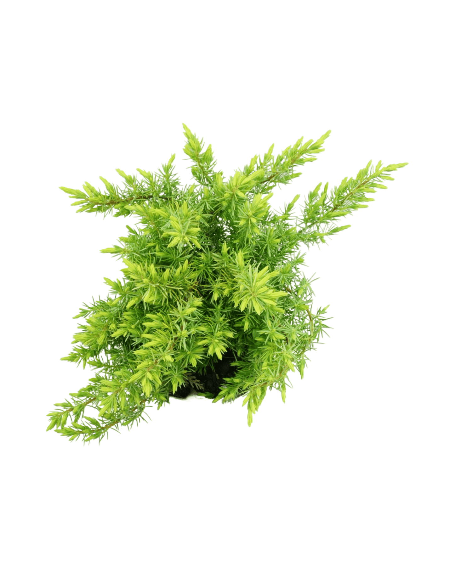 Juniperus conferta 'All Gold' - The Garden Corner