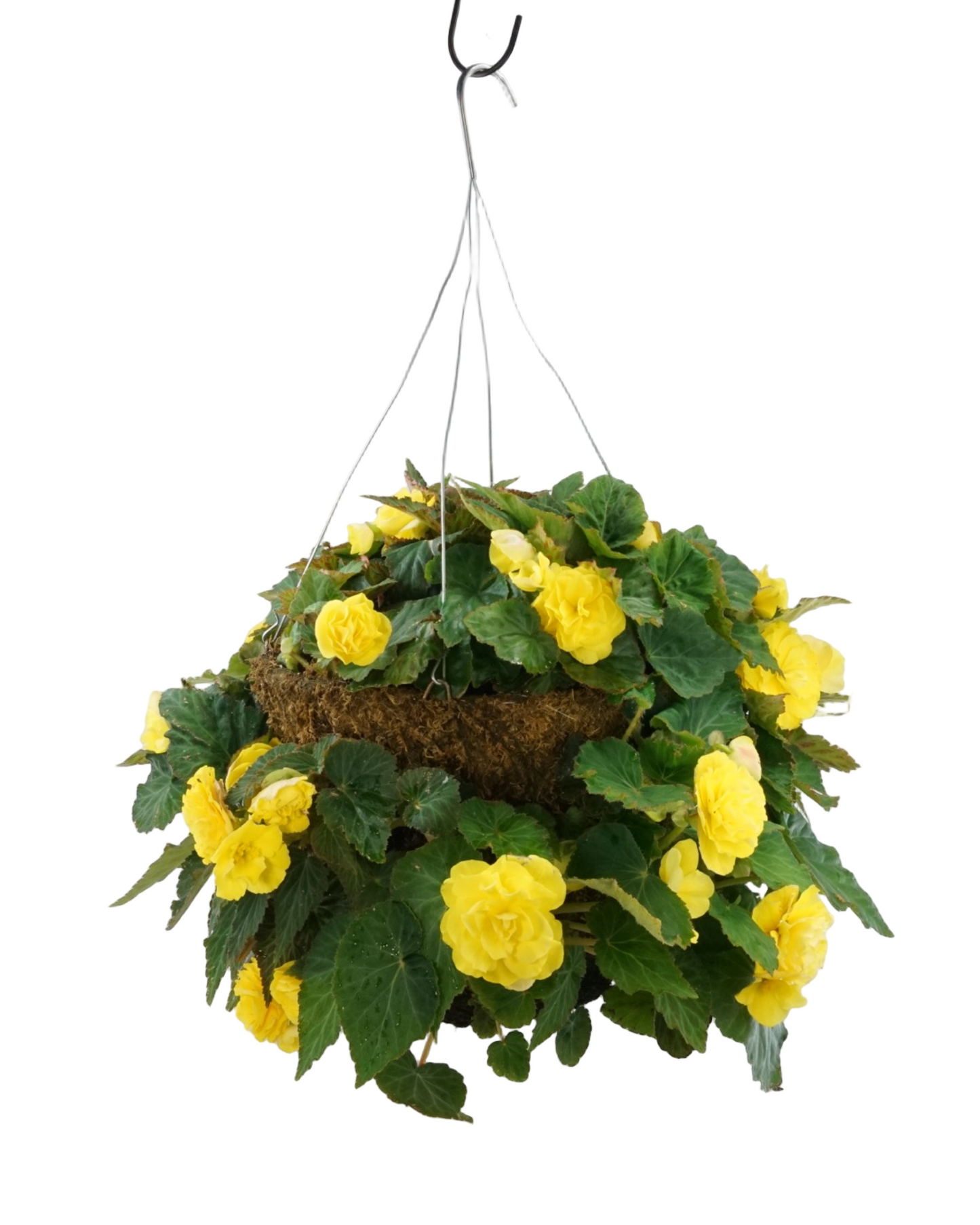Moss Basket Nonstop Begonia