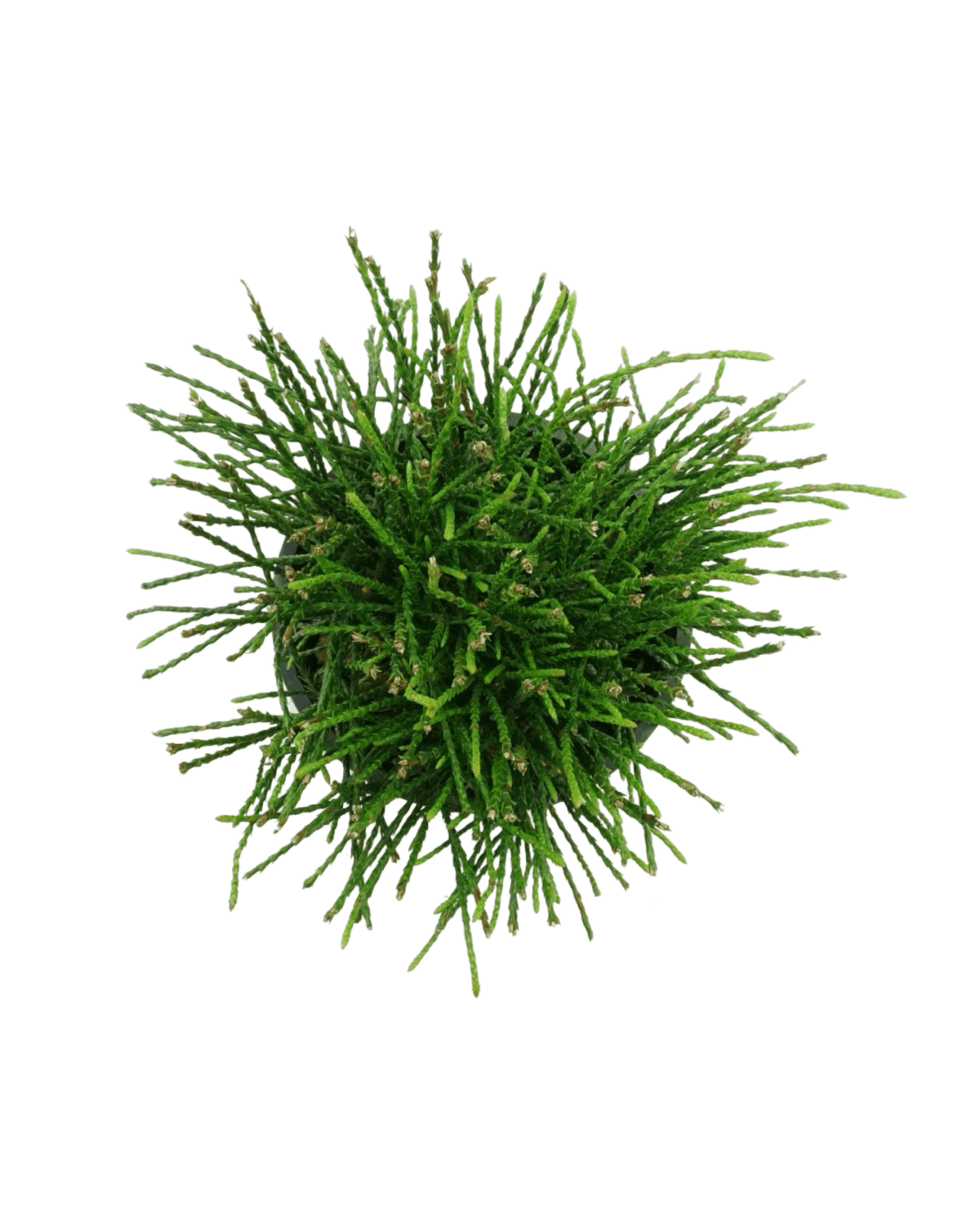 Thuja plicata 'Whipcord' - Shrubs