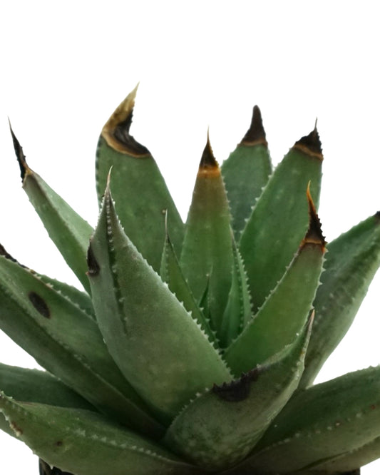 Plant Poppers 2 Inch - Tropical Plants