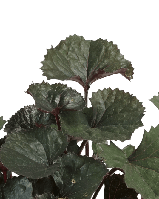 Ligularia dentata 'Pandora' - The Garden Corner