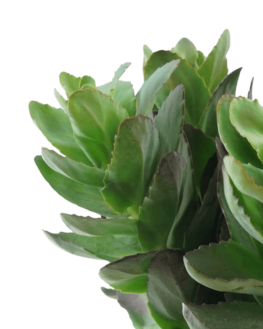 Sedum 'Conga Line' - The Garden Corner