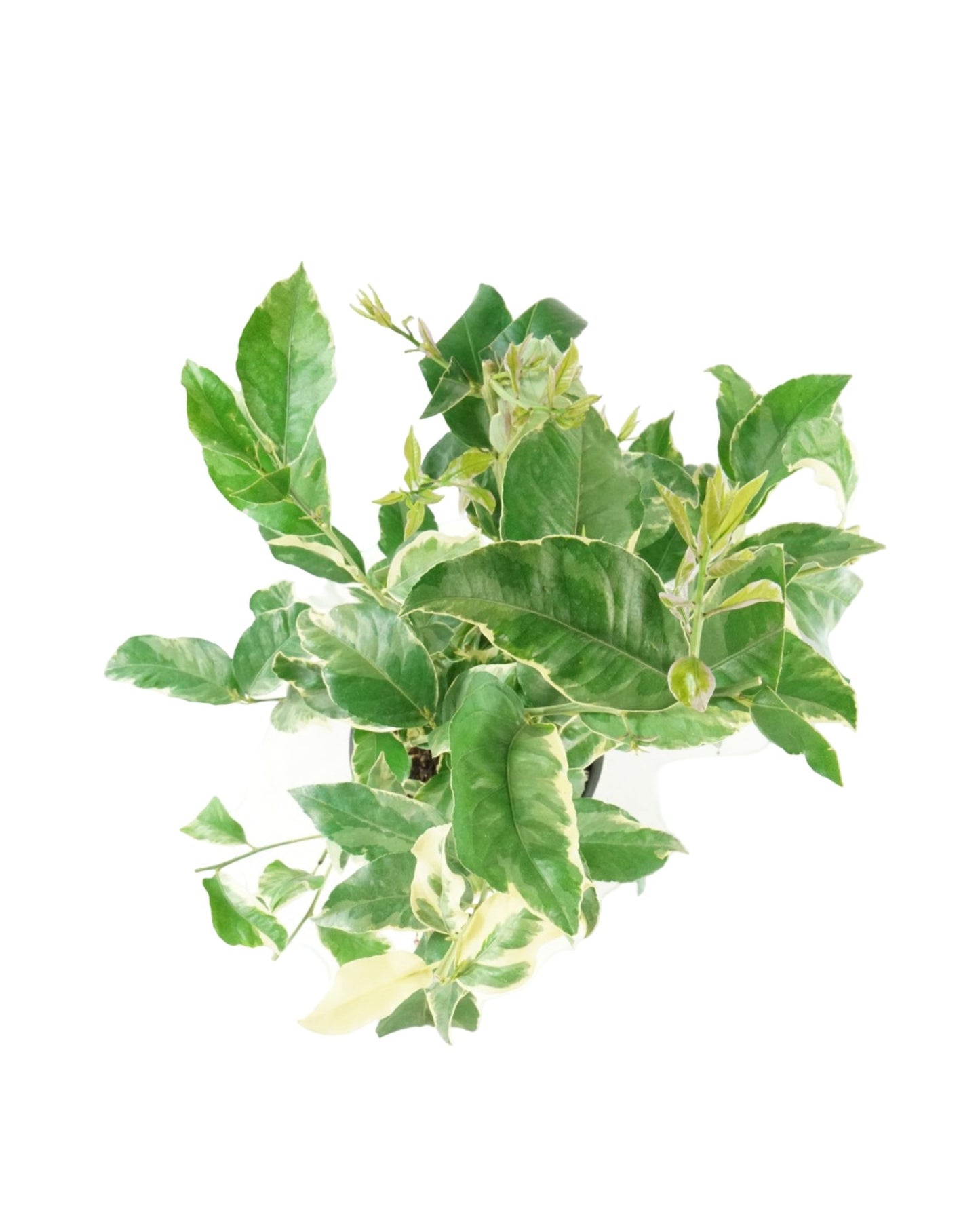 Citrus Variegated Pink Lemon - The Garden Corner