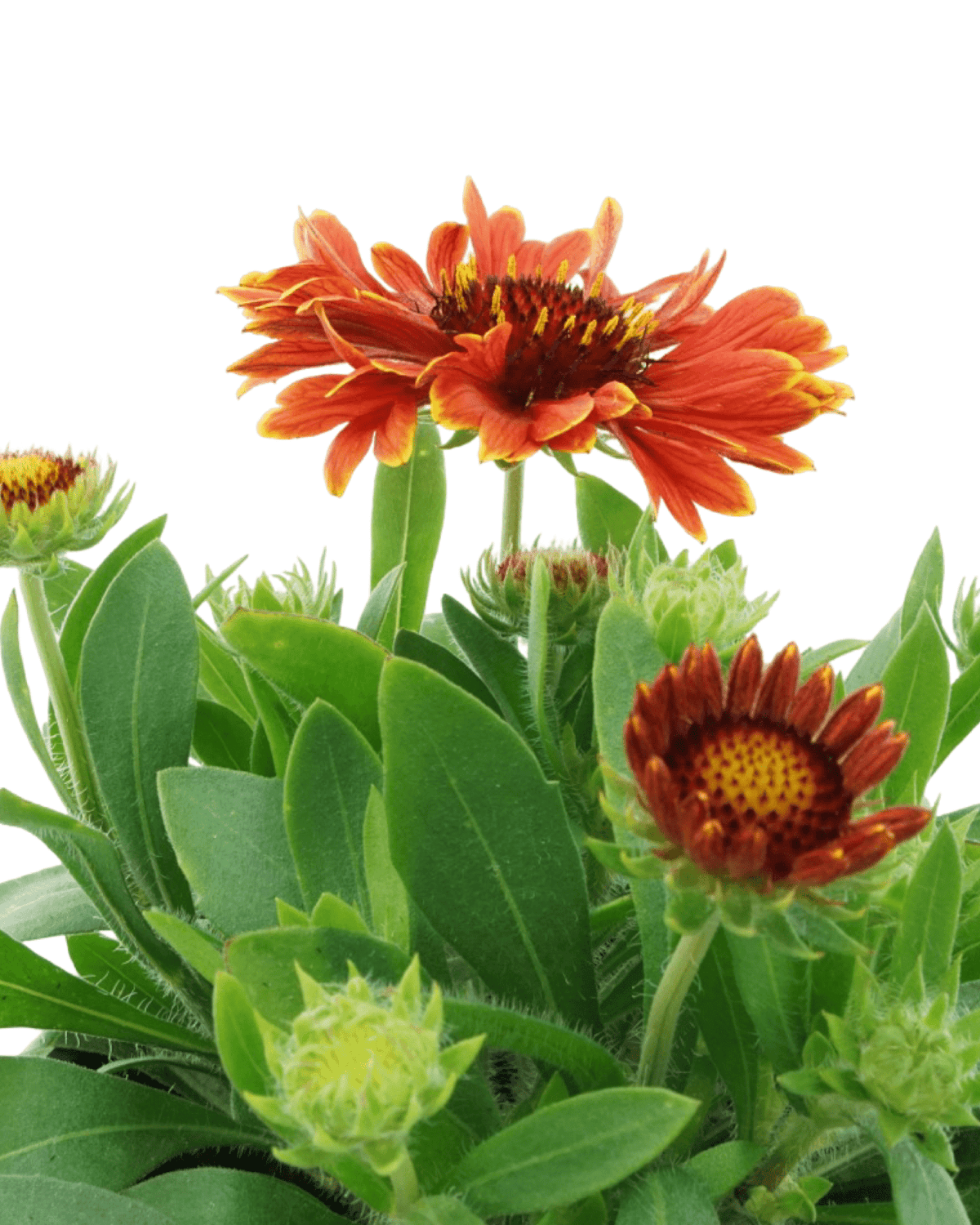 Gaillardia Spintop® 'Yellow Touch' - Perennials