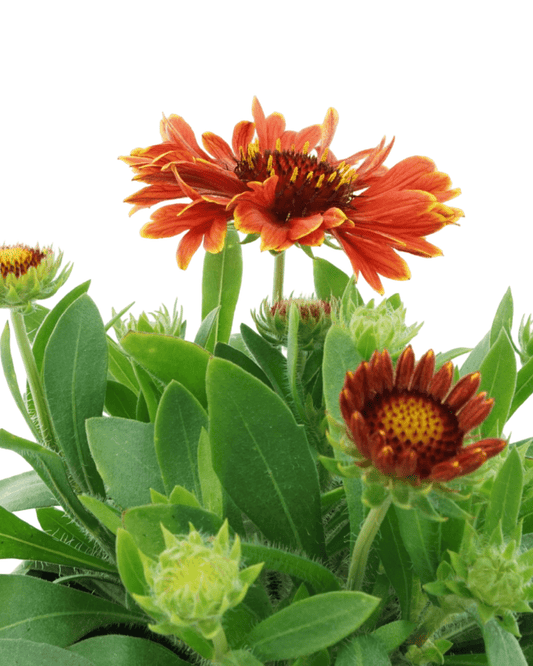 Gaillardia Spintop® 'Yellow Touch' - The Garden Corner