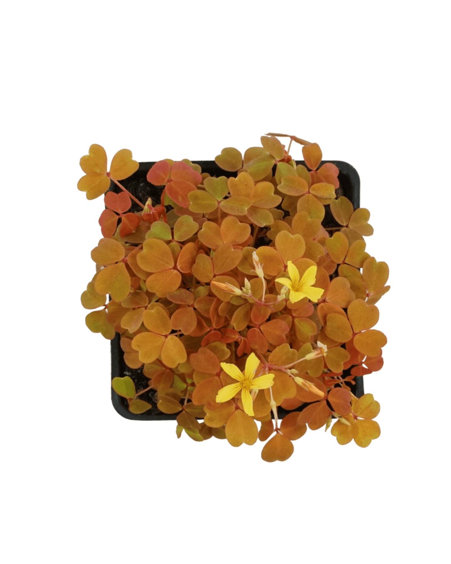 Oxalis 'Sunset Velvet' - The Garden Corner