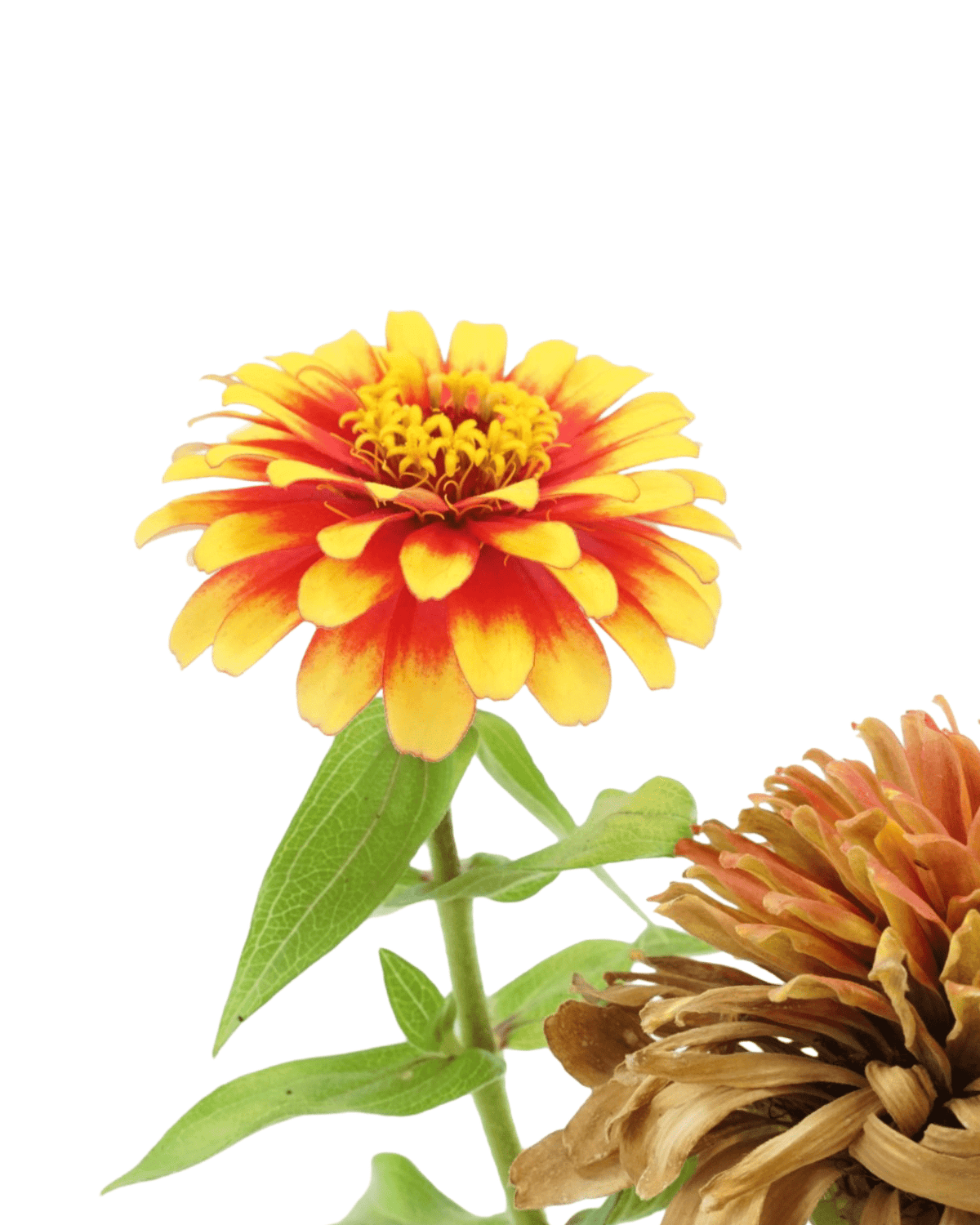 Zinnia 'Swizzle' Mix - Annuals