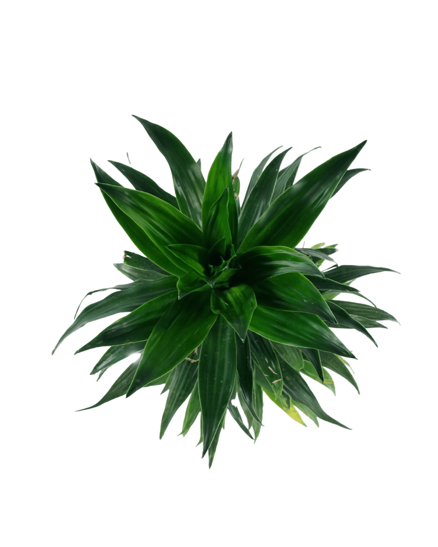 Dracaena 'JC Compacta' - The Garden Corner