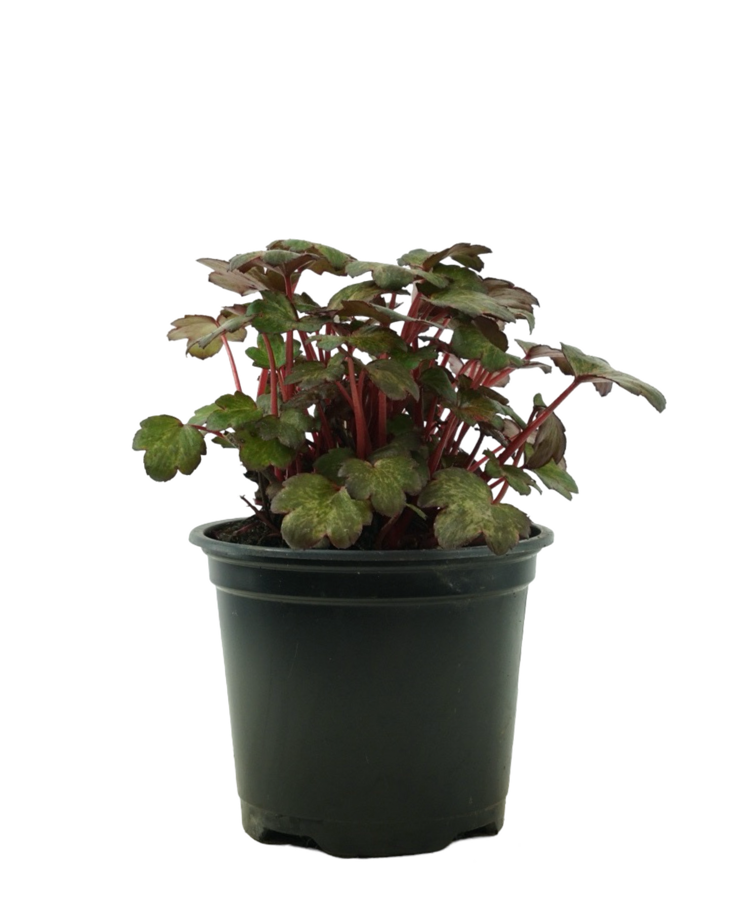Saxifraga cortusifolia Dancing Pixies® 'Talea'