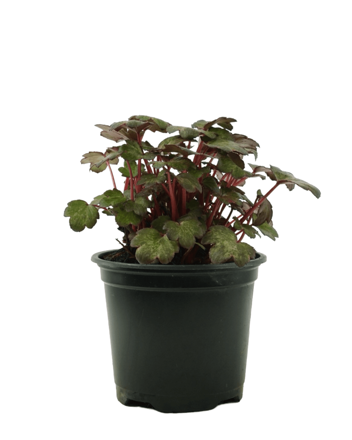 Saxifraga cortusifolia Dancing Pixies® 'Talea' - Perennials