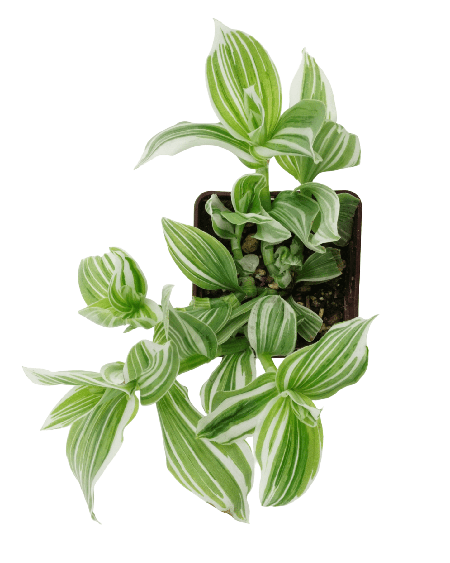 Tradescantia albiflora 'Pistachio White' - The Garden Corner
