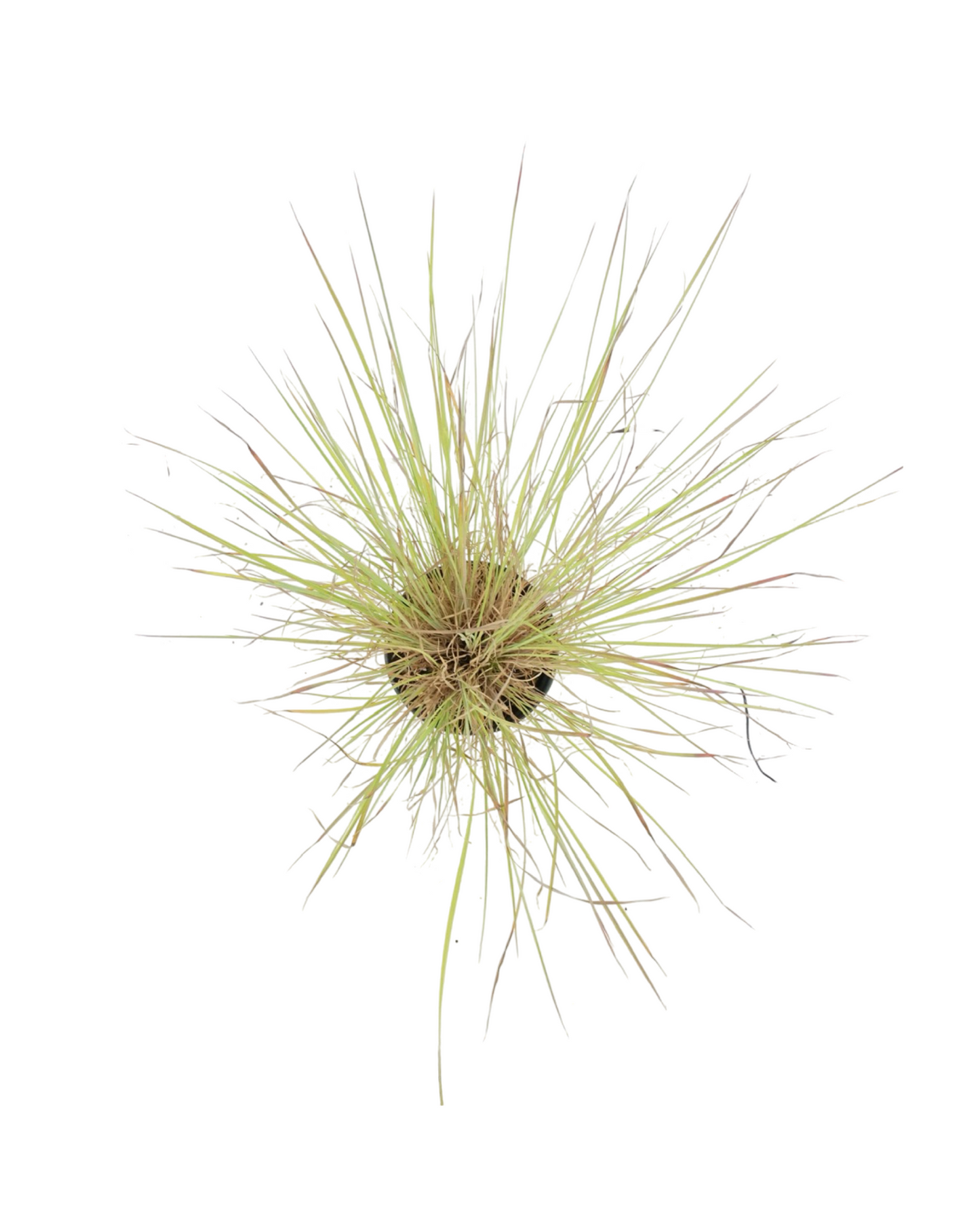 Schizachyrium scoparium 'Standing Ovation'