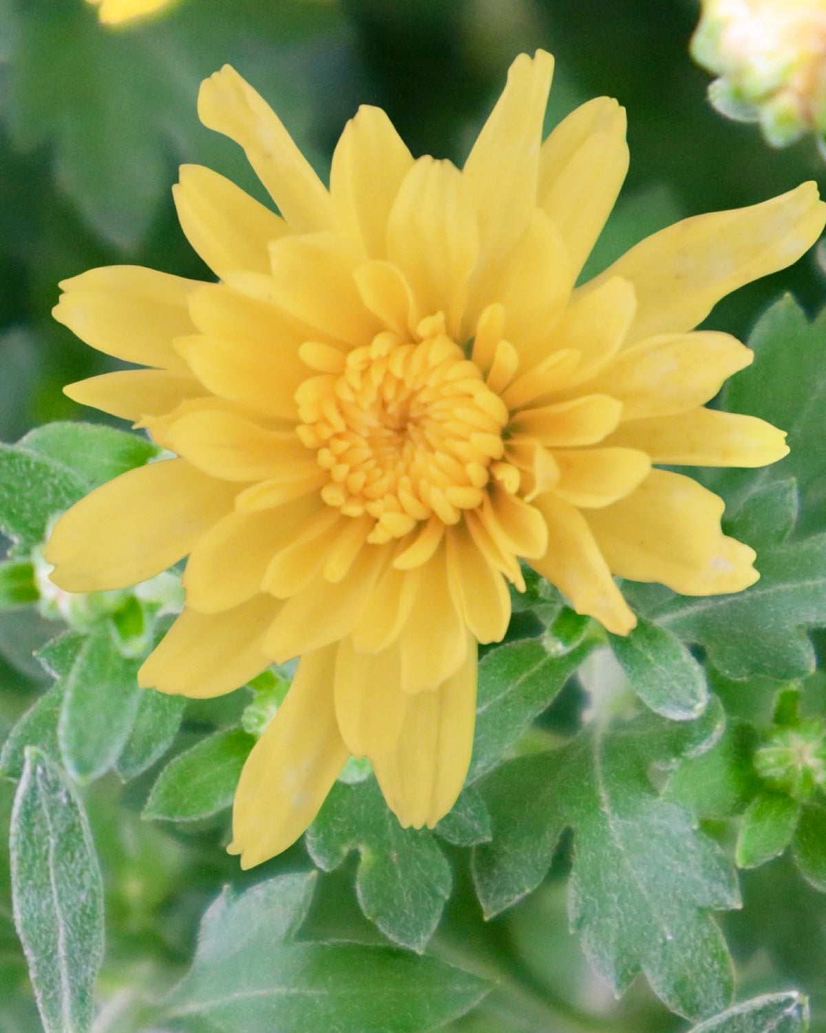 Chrysanthemum 'Honeybush Yellow' - Seasonal Plant