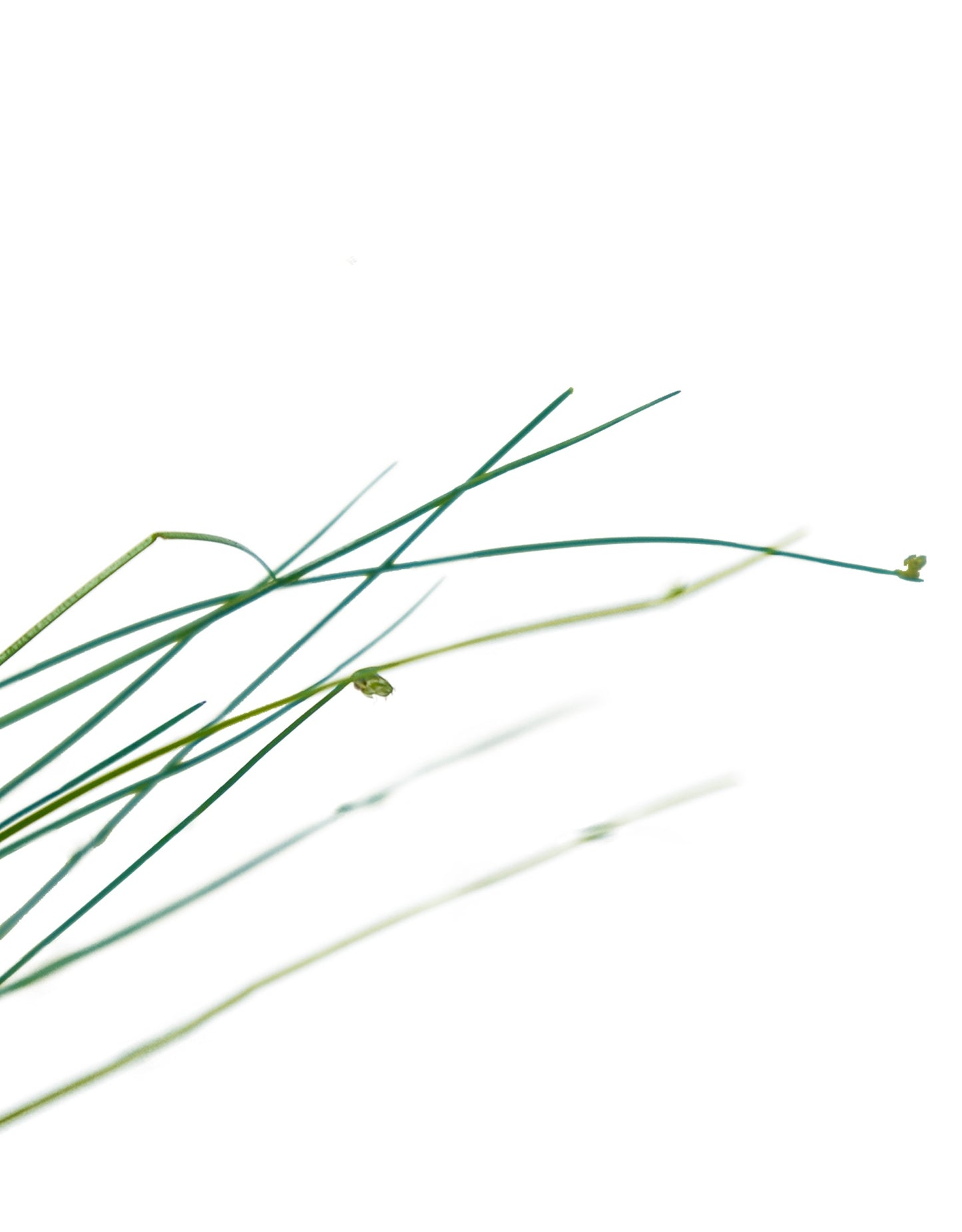 Isolepis cernua (Fiber Optic Grass) - Perennials
