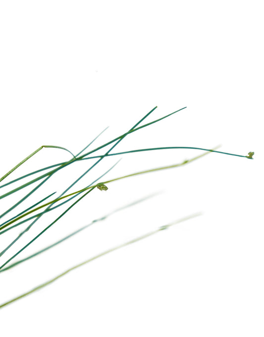 Isolepis cernua (Fiber Optic Grass) - The Garden Corner