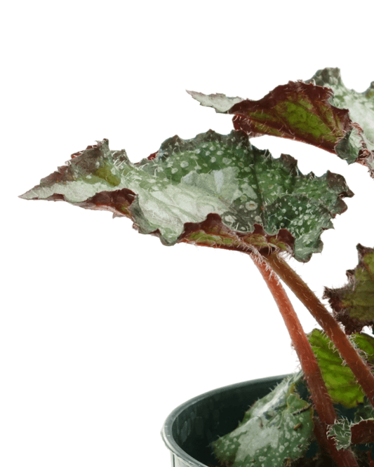 Rex Begonia 'Arctic Twist' - The Garden Corner