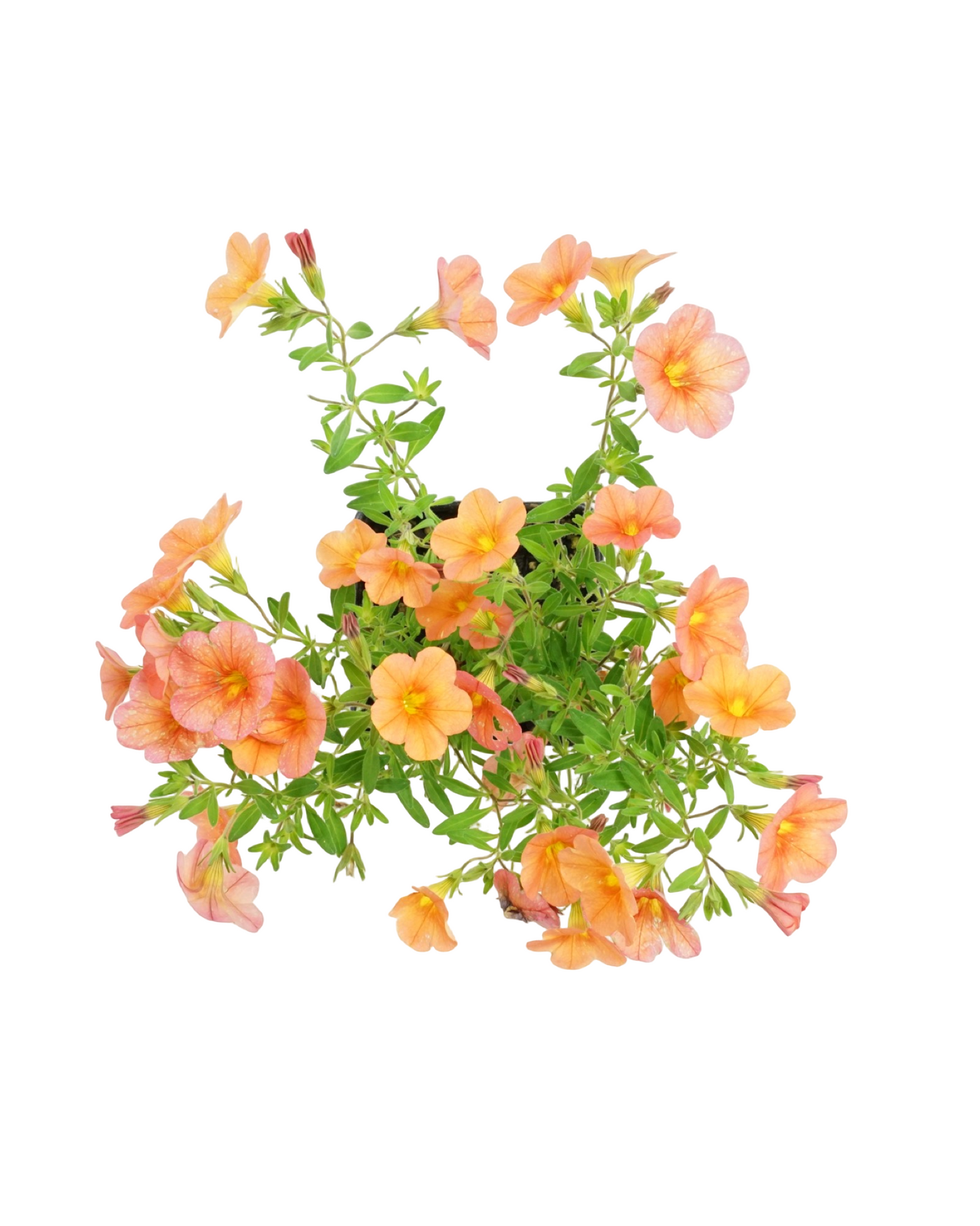 Calibrachoa 'Aloha Kona Mango' - Annuals