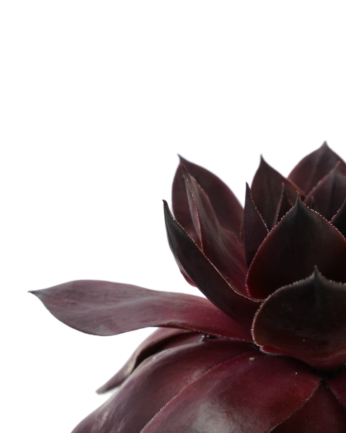 Sempervivum SUPERSEMPS® 'Onyx'