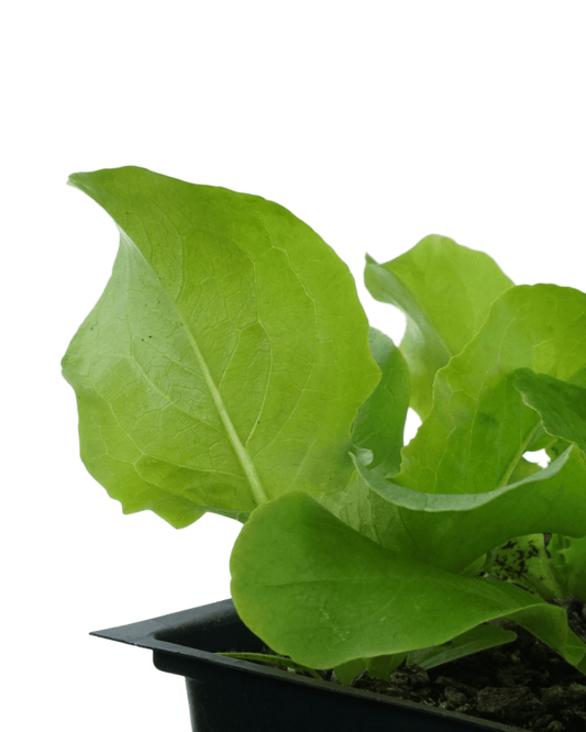Lettuce 'Buttercrunch' - The Garden Corner