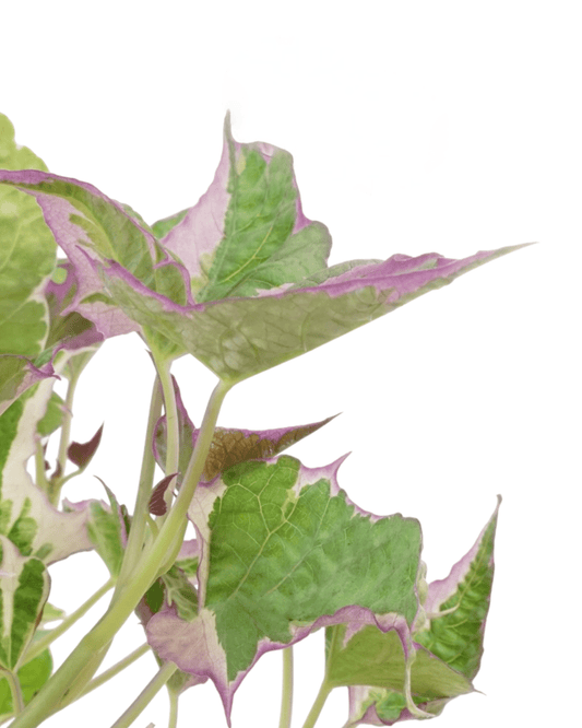 Ipomoea 'Tricolor' - The Garden Corner