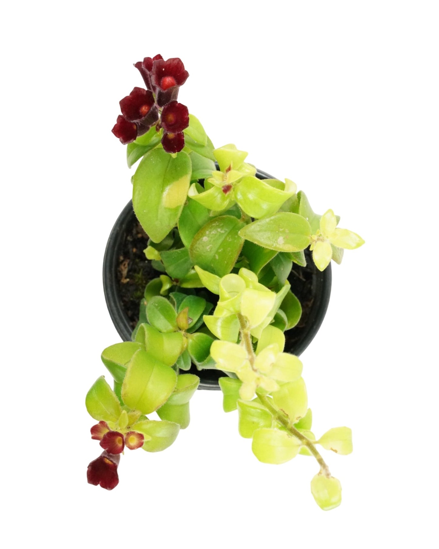 Aeschynanthus radicans 'Rasta' - The Garden Corner