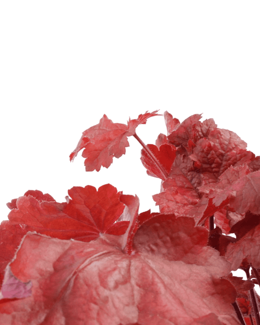 Heuchera 'Fire Chief' - The Garden Corner