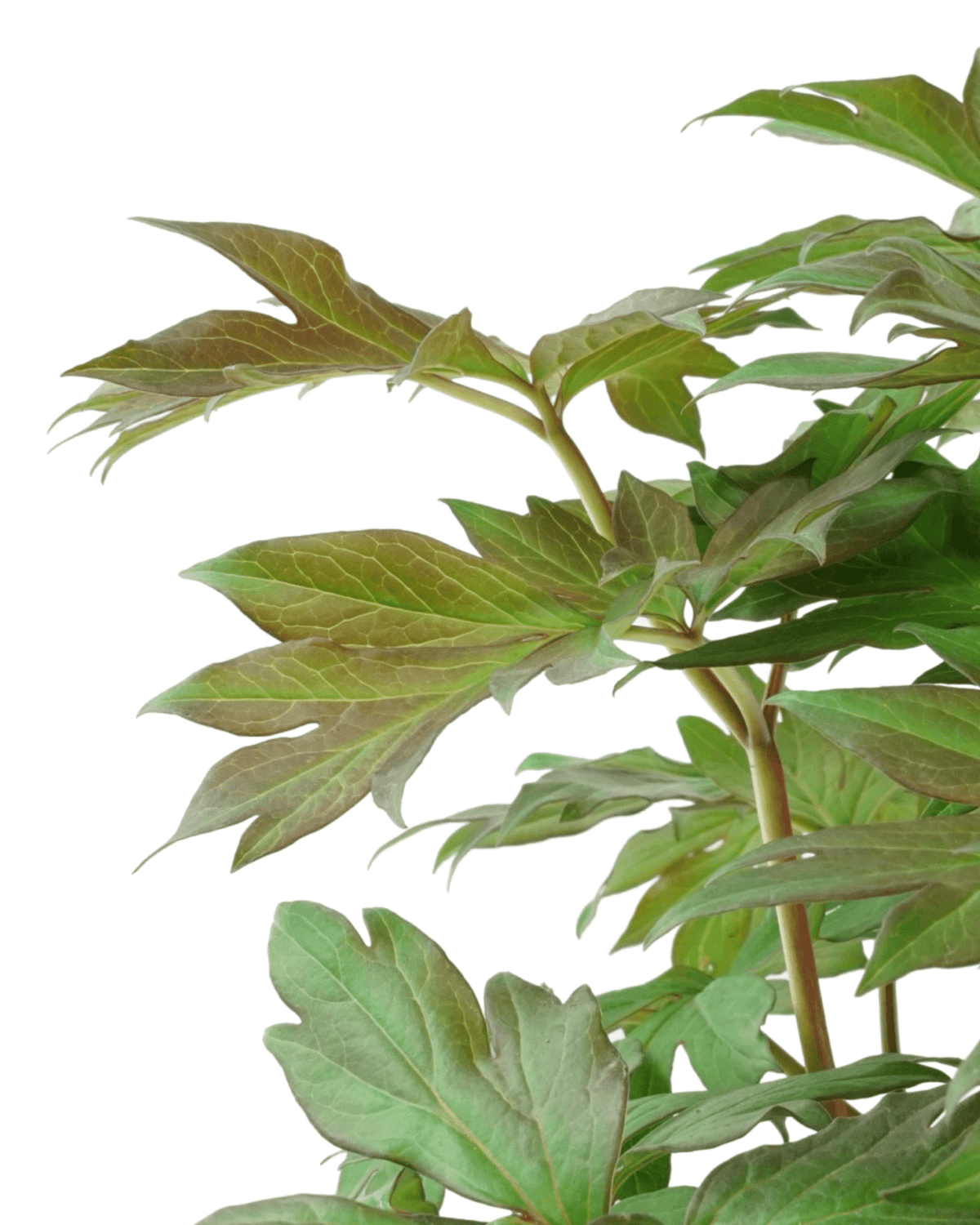 Paeonia x 'Scrumpdidleumptious' - Perennials
