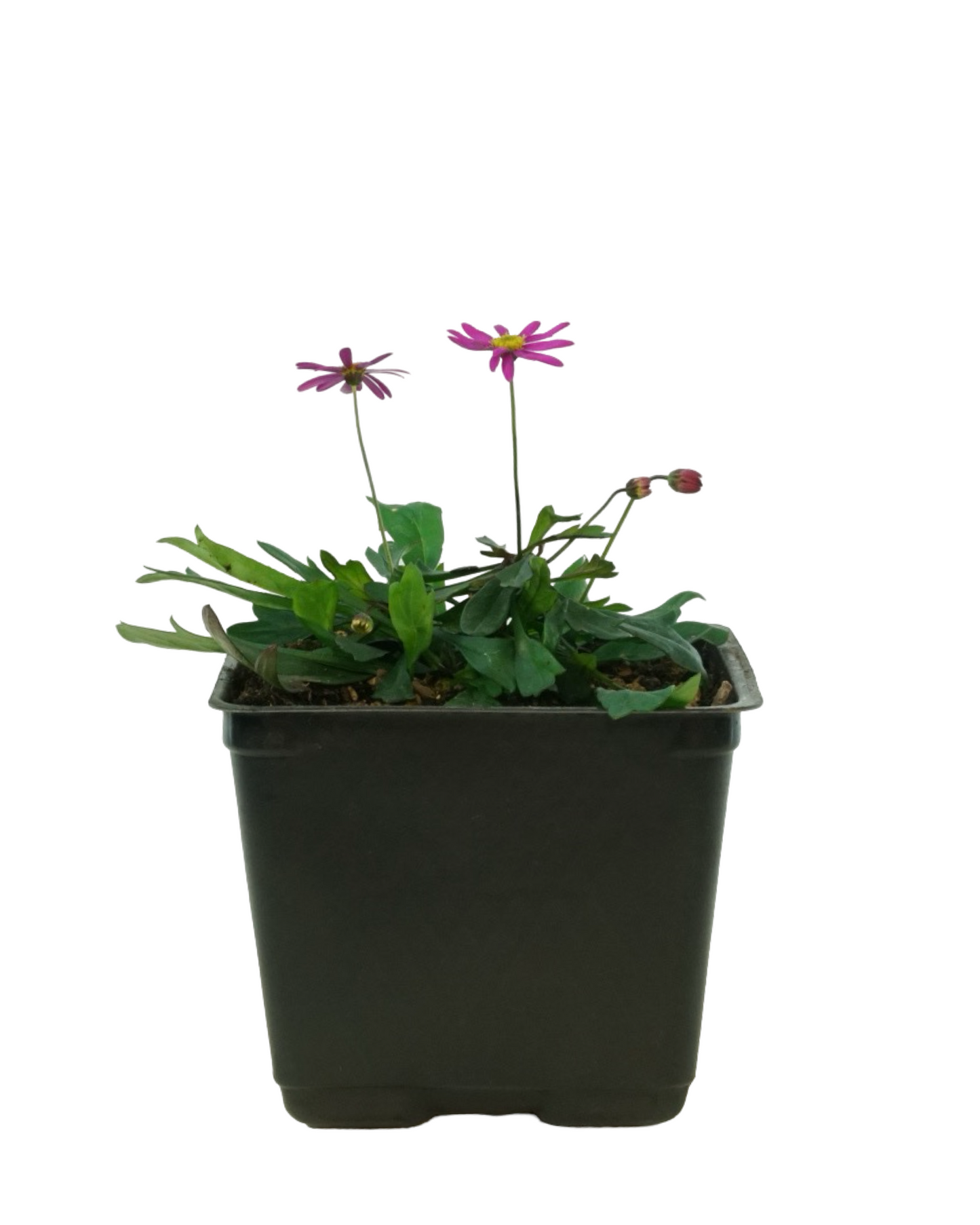 Brachyscome 'Radiant Magenta'