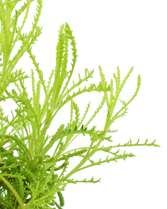 Santolina virens 'Lemon Fizz' - The Garden Corner