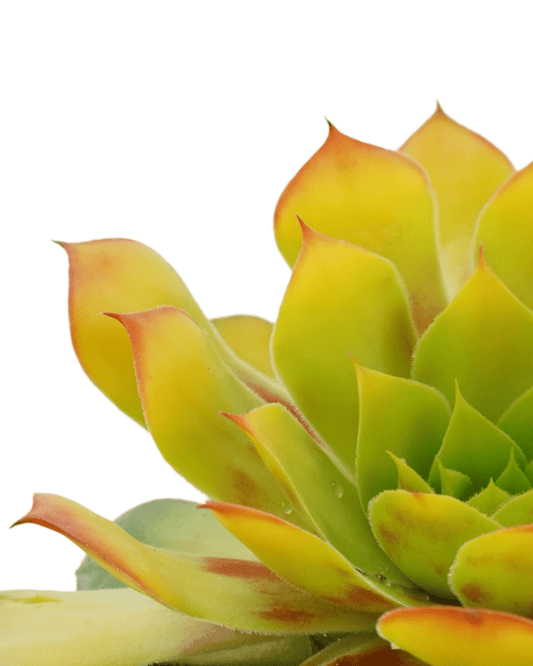 Sempervivum 'Gold Nugget' - The Garden Corner