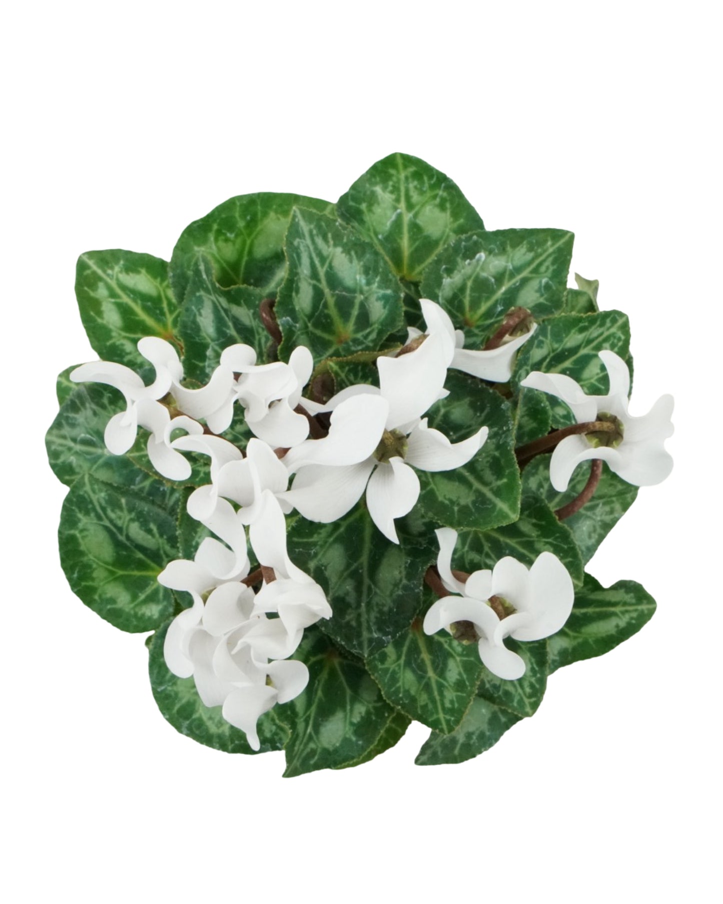 Cyclamen 'Miracle White'