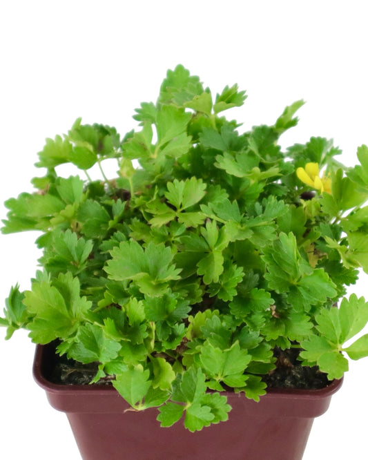 Potentilla neumanniana 'Nana' - Perennials