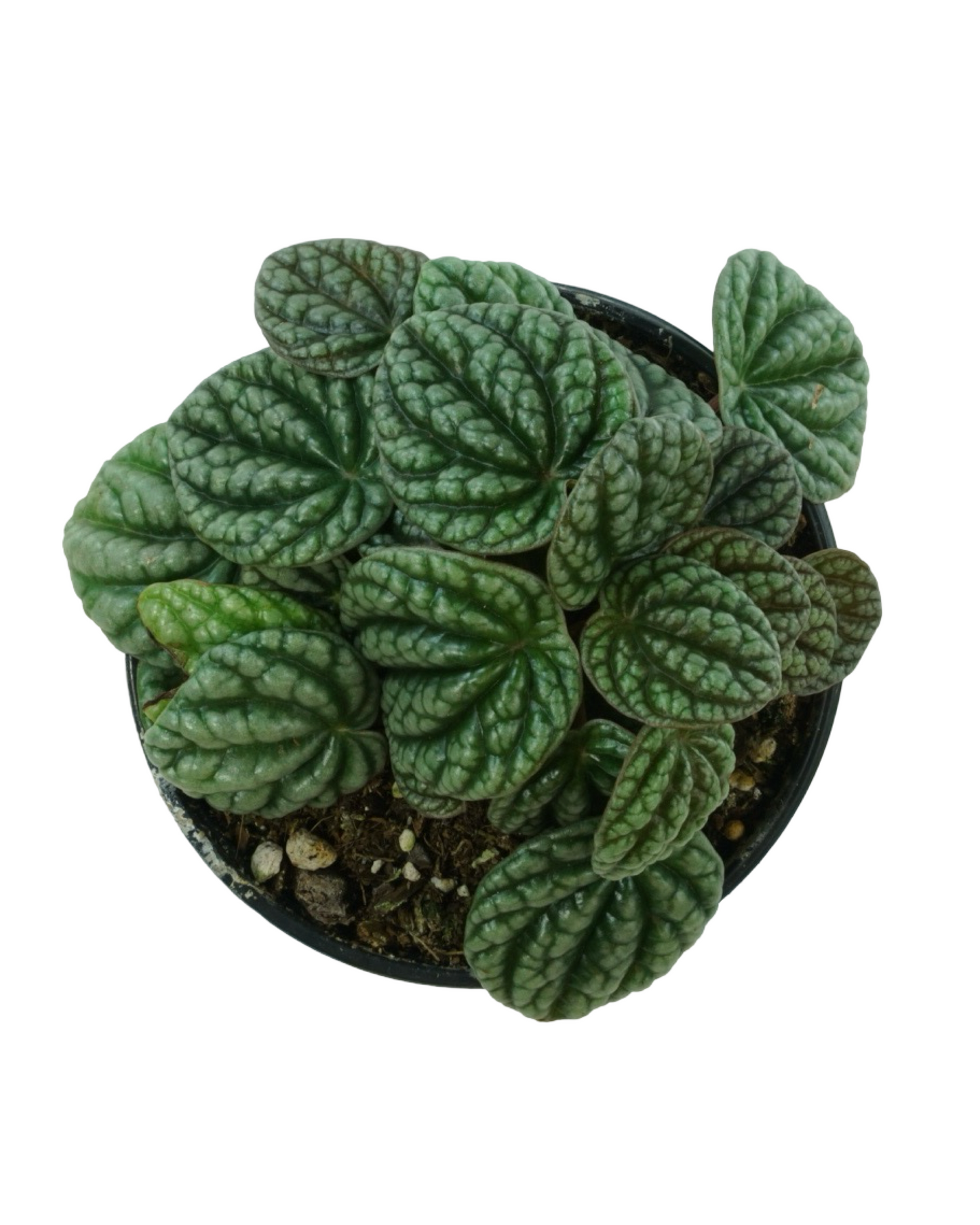 Peperomia caperata 'Luna Grey'