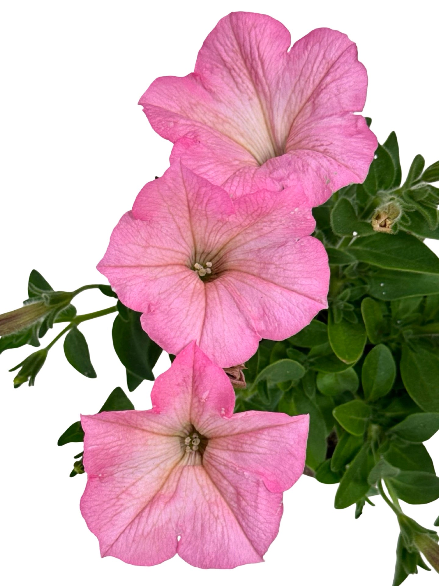 Petunia 'Heavenly Cashmere Pink' - Annuals