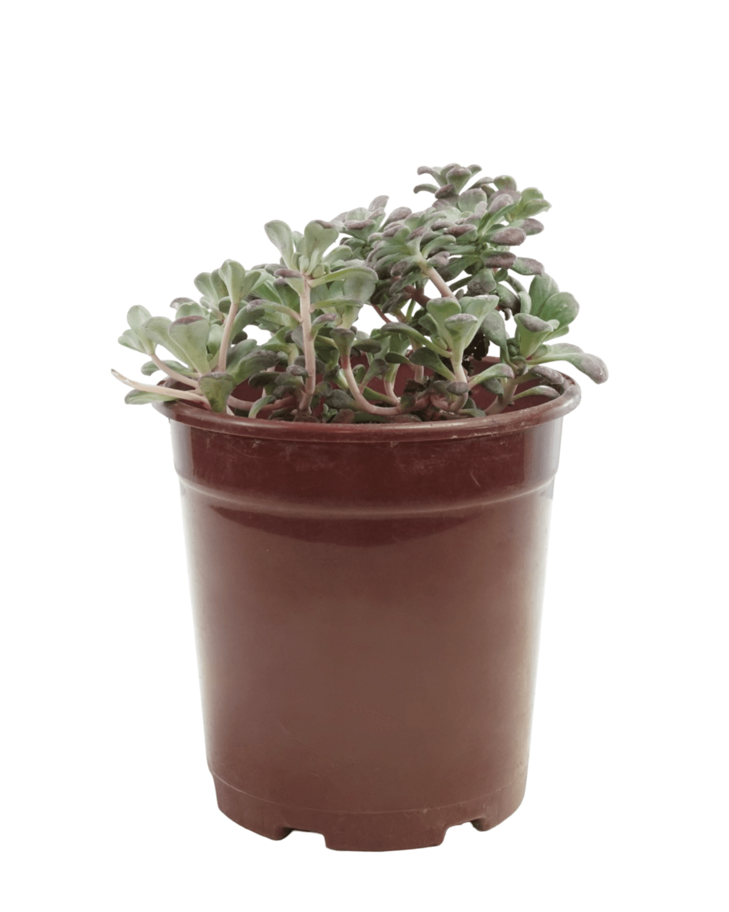 Sedum spathulifolium 'Purpureum' - The Garden Corner