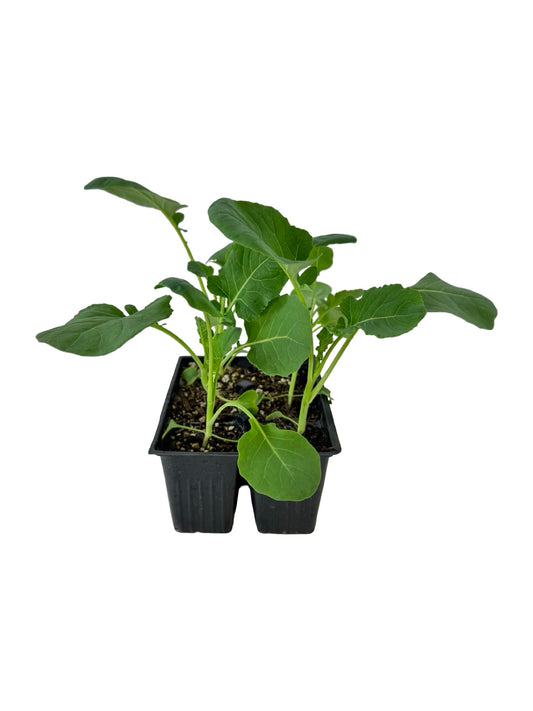 Broccoli 'Belstar' Organic - Herbs and Vegetables