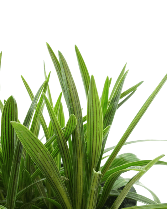 Ledebouria cooperi - The Garden Corner