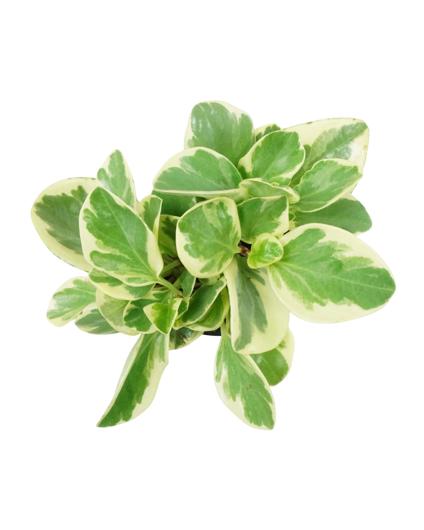 Peperomia obtusifolia 'Marble'