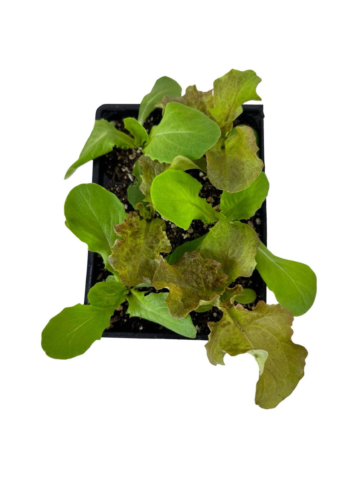 Lettuce 'Gourmet Blend' Organic - Herbs and Vegetables