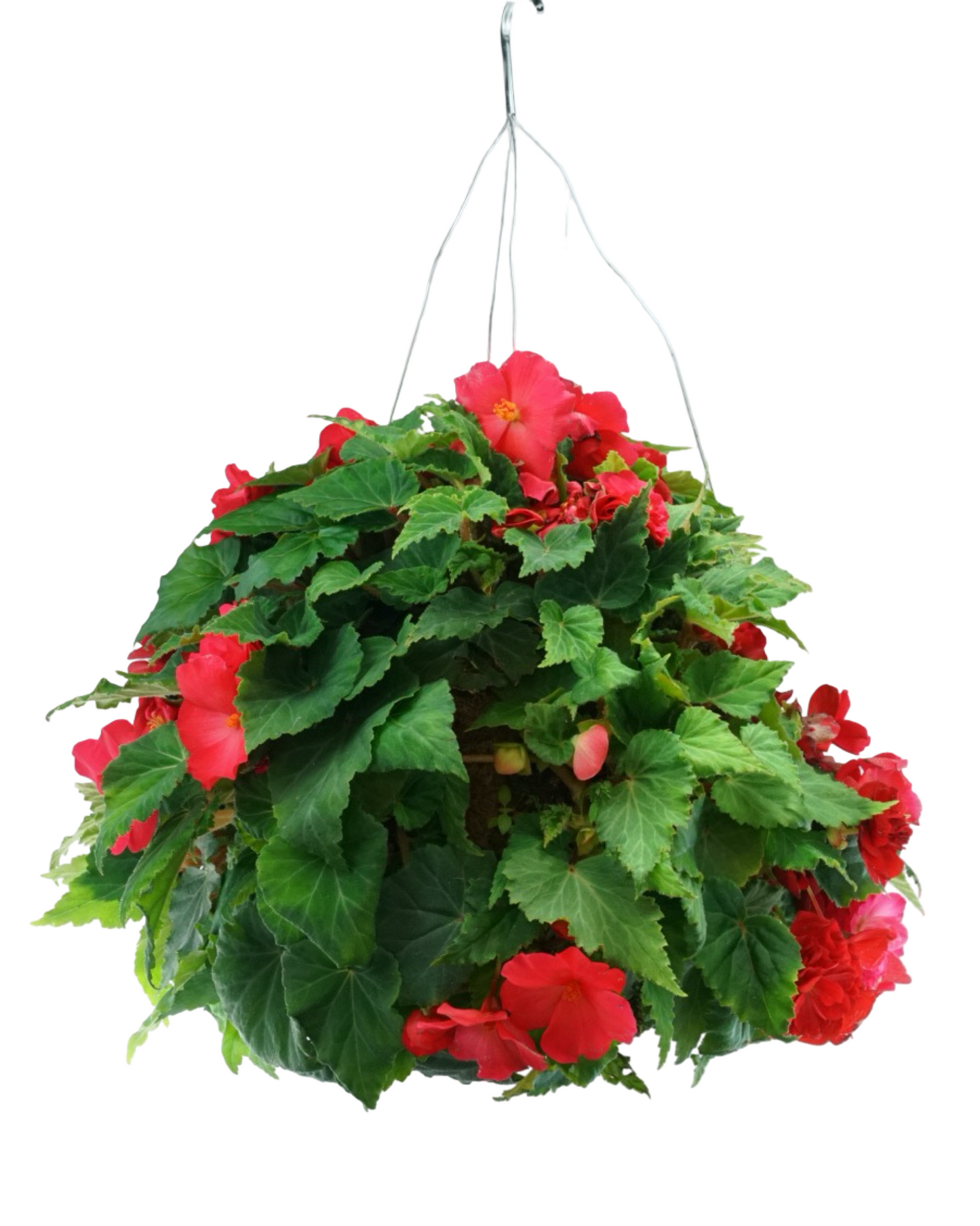 Moss Basket Nonstop Begonia