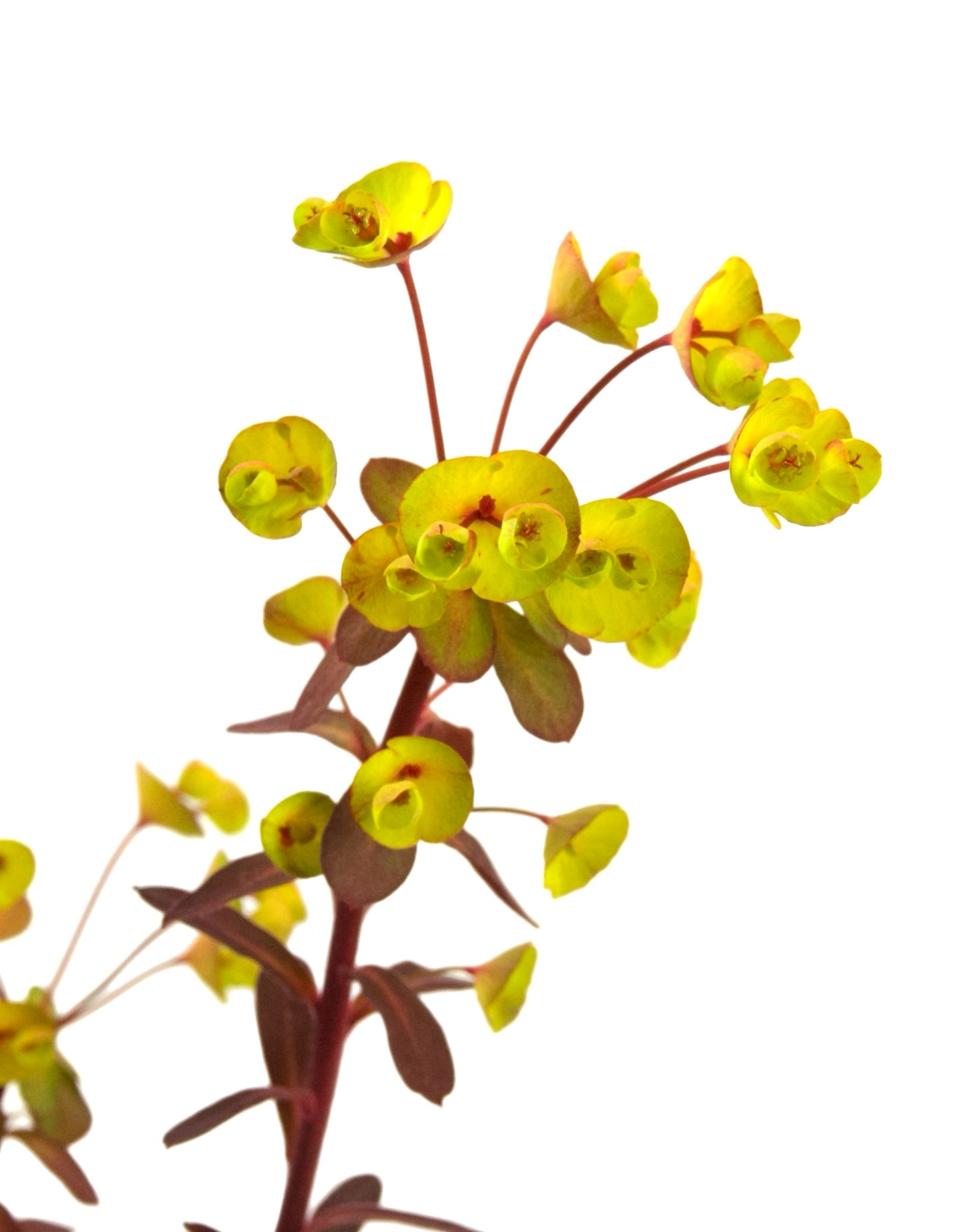 Euphorbia 'Miner's Merlot' - The Garden Corner