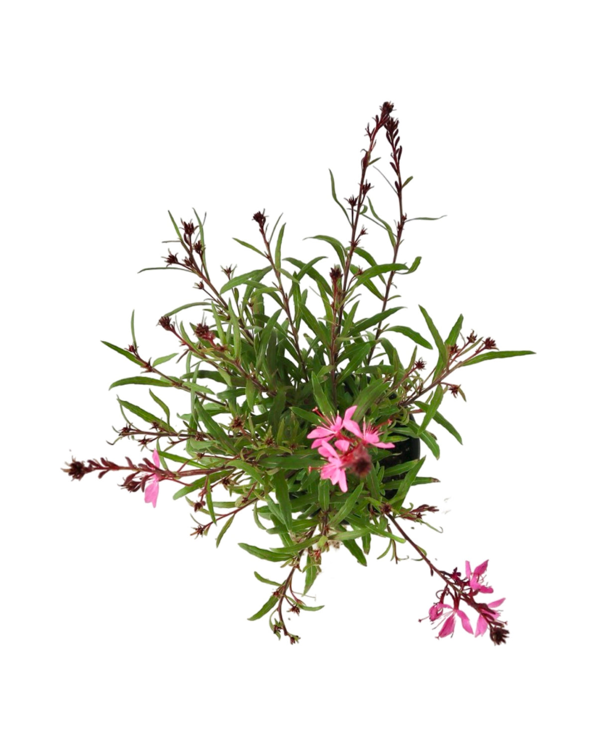 Gaura Belleza 'Dark Pink' - Perennials