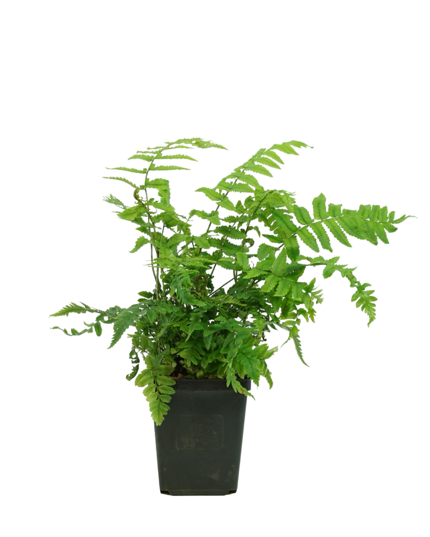 Dryopteris atrata