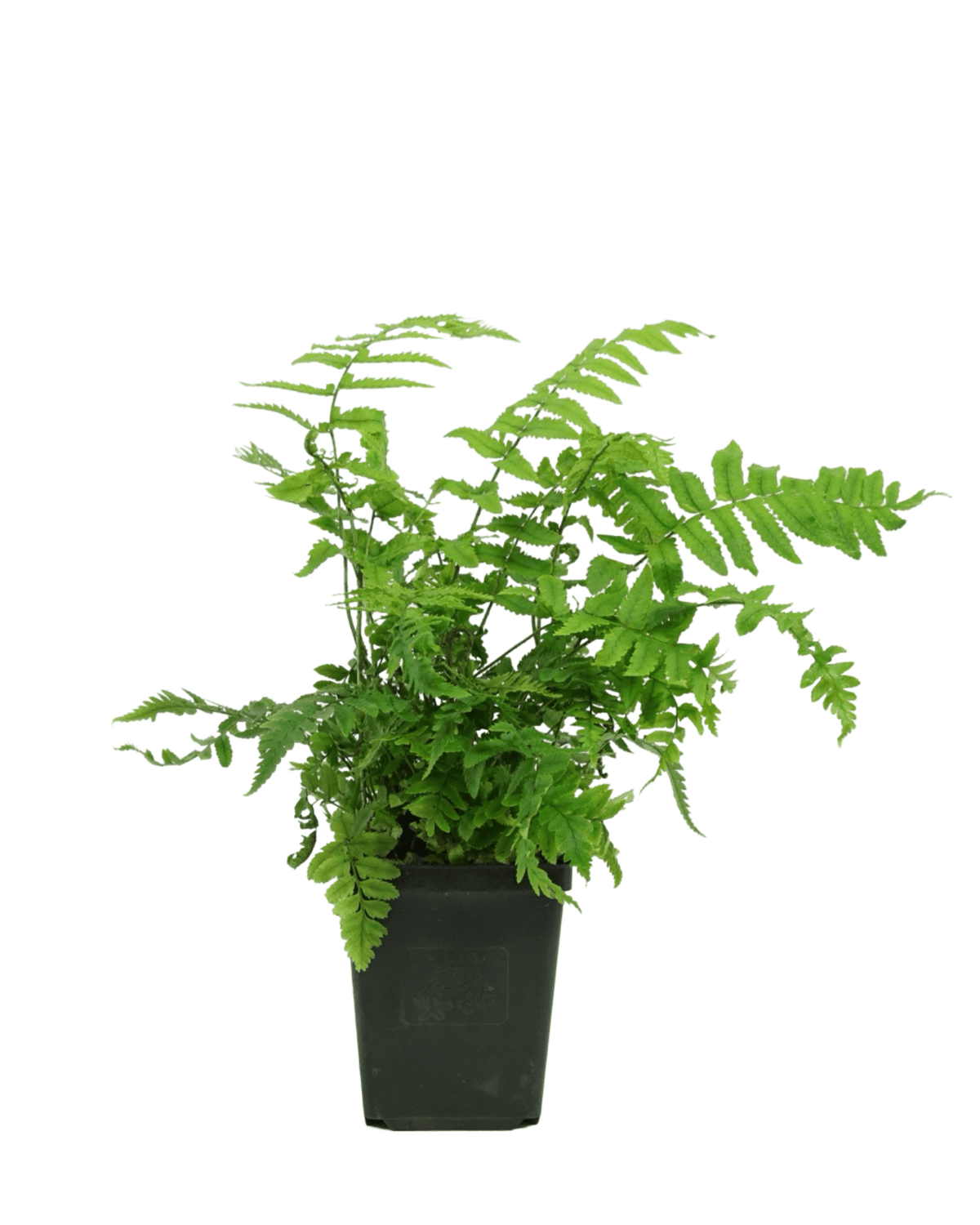 Dryopteris atrata - Perennials