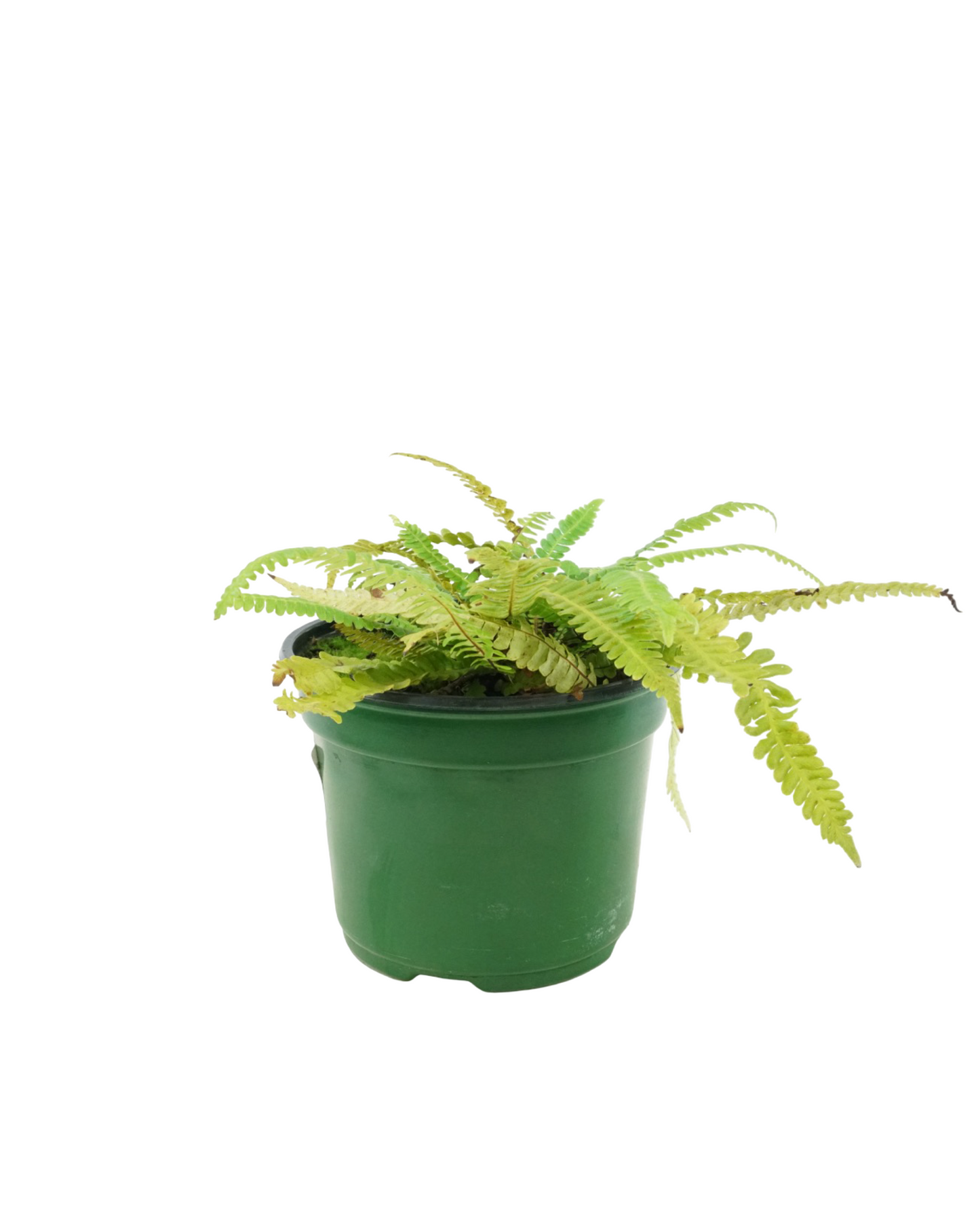 Blechnum spicant 'Deer Fern'