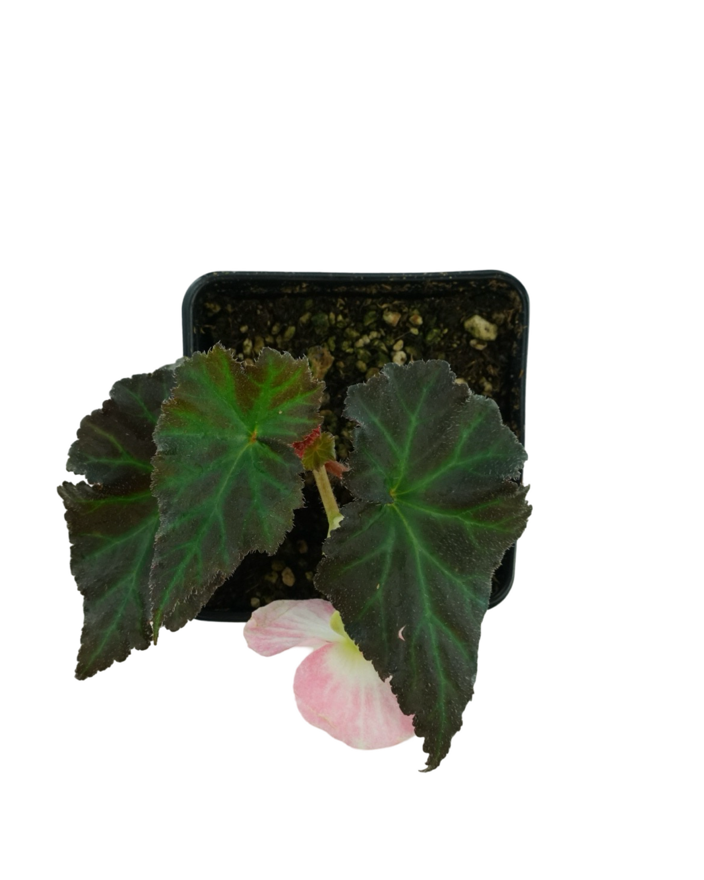 Begonia Nonstop Appleblossom - Annuals