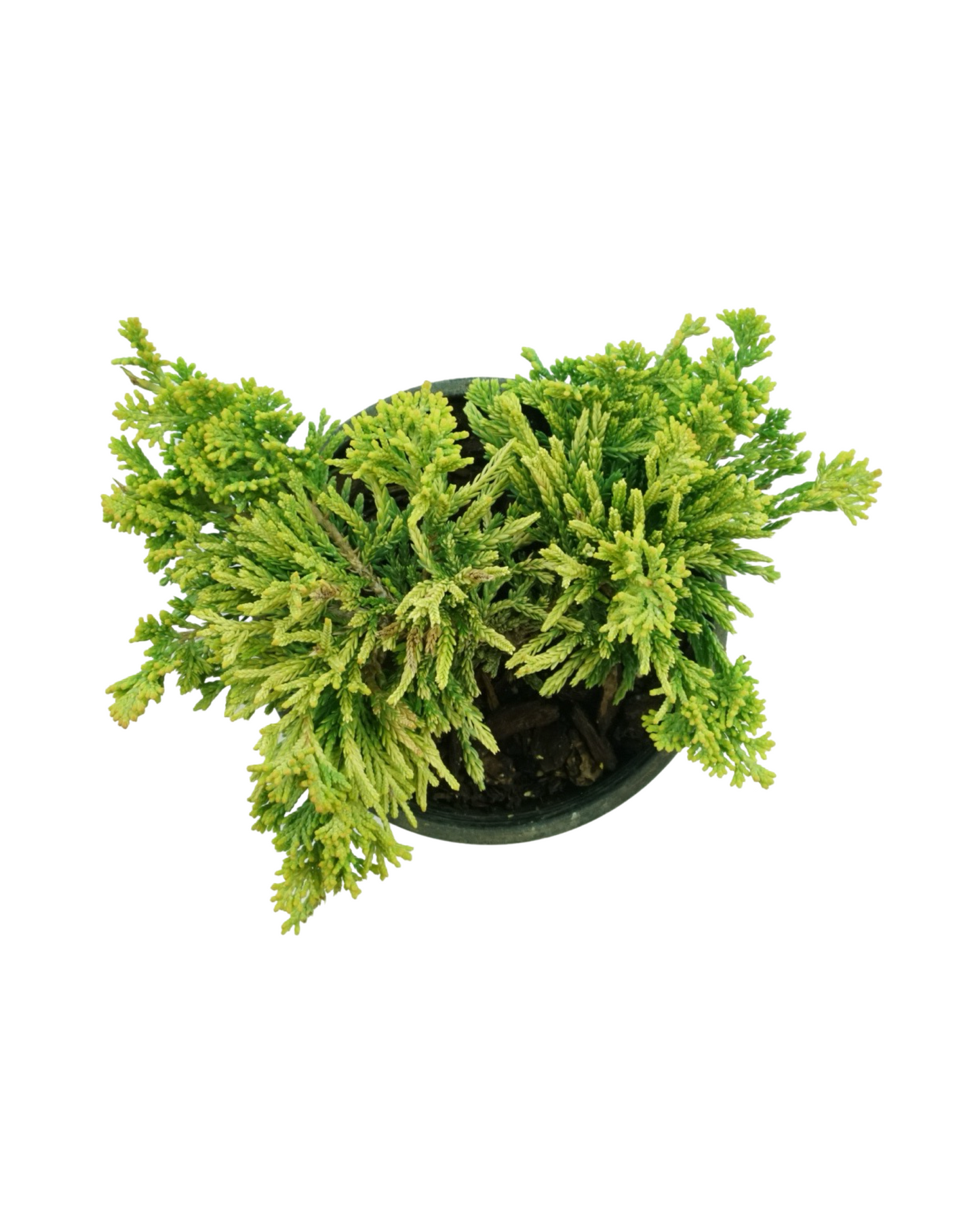 Juniperus horizontalis 'Mother Lode'