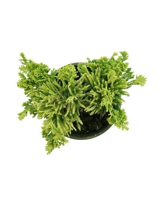 Juniperus horizontalis 'Mother Lode' - The Garden Corner